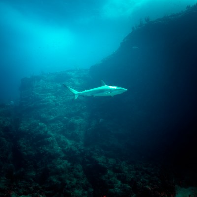 Shark swimming in open water