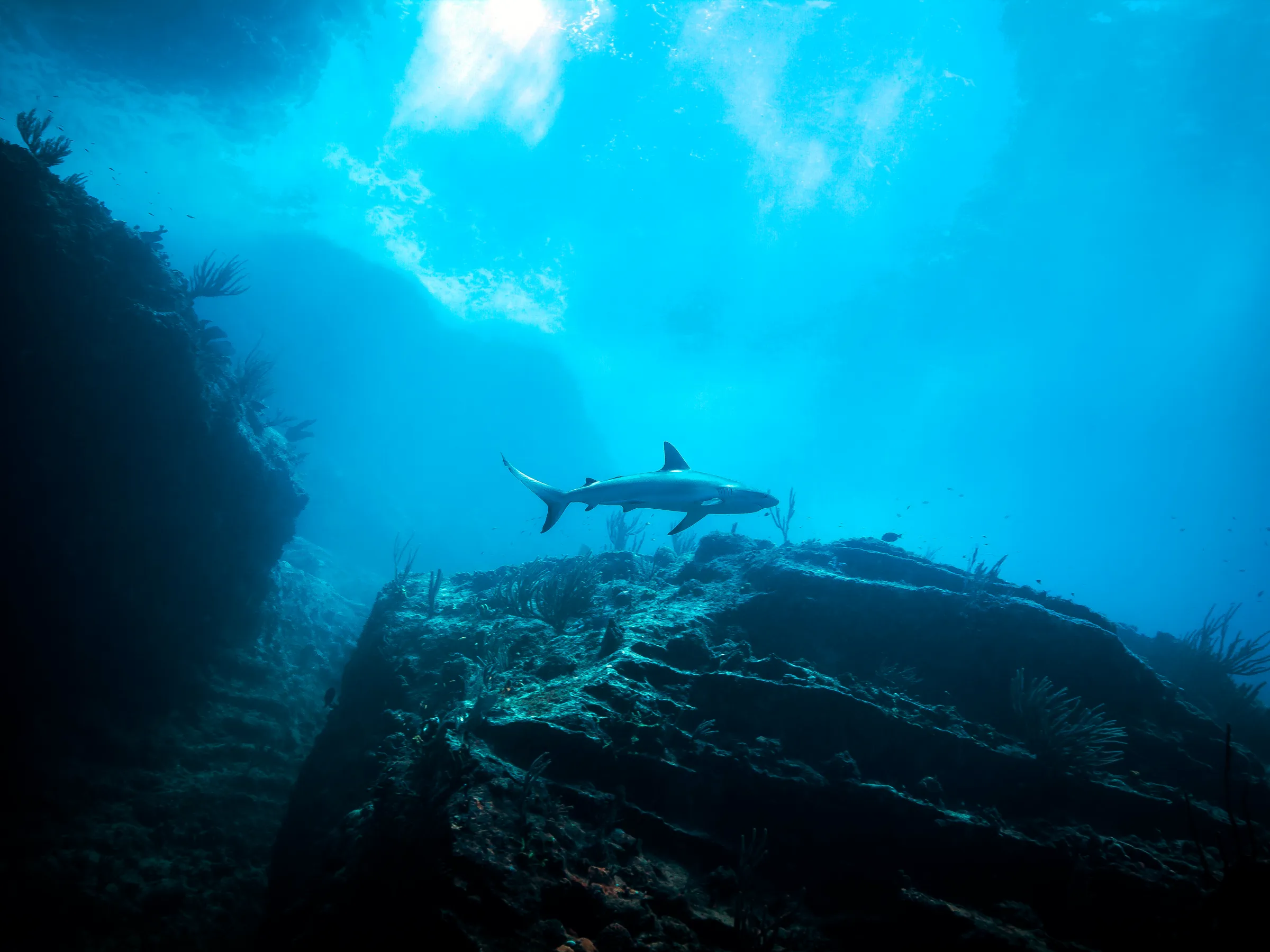Shark swimming near a rock cliff underwater