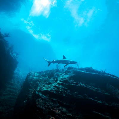 Shark swimming near a rock cliff underwater