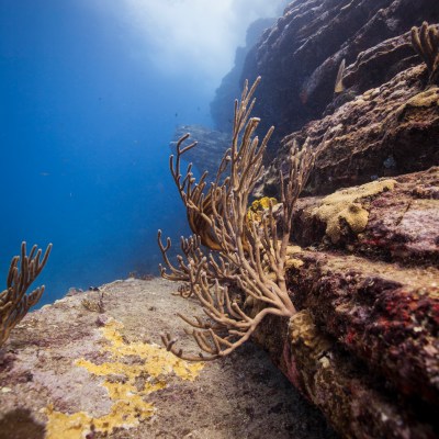 Coral hanging off a shelf of rock unwater