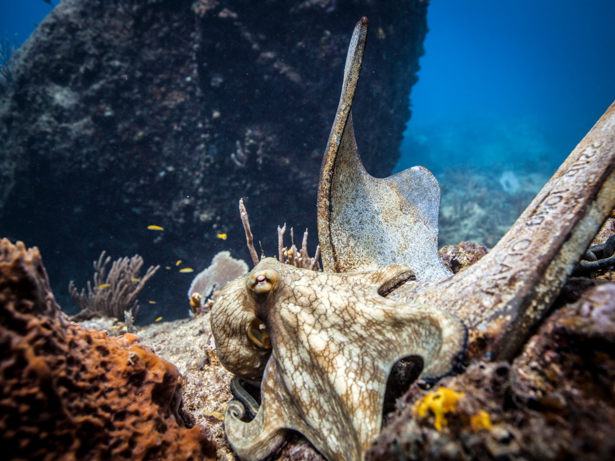 Octopus on bottom ocean floor