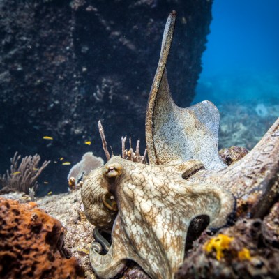 Octopus on bottom ocean floor