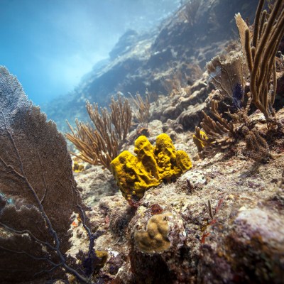 Yellow rock and corals underwater