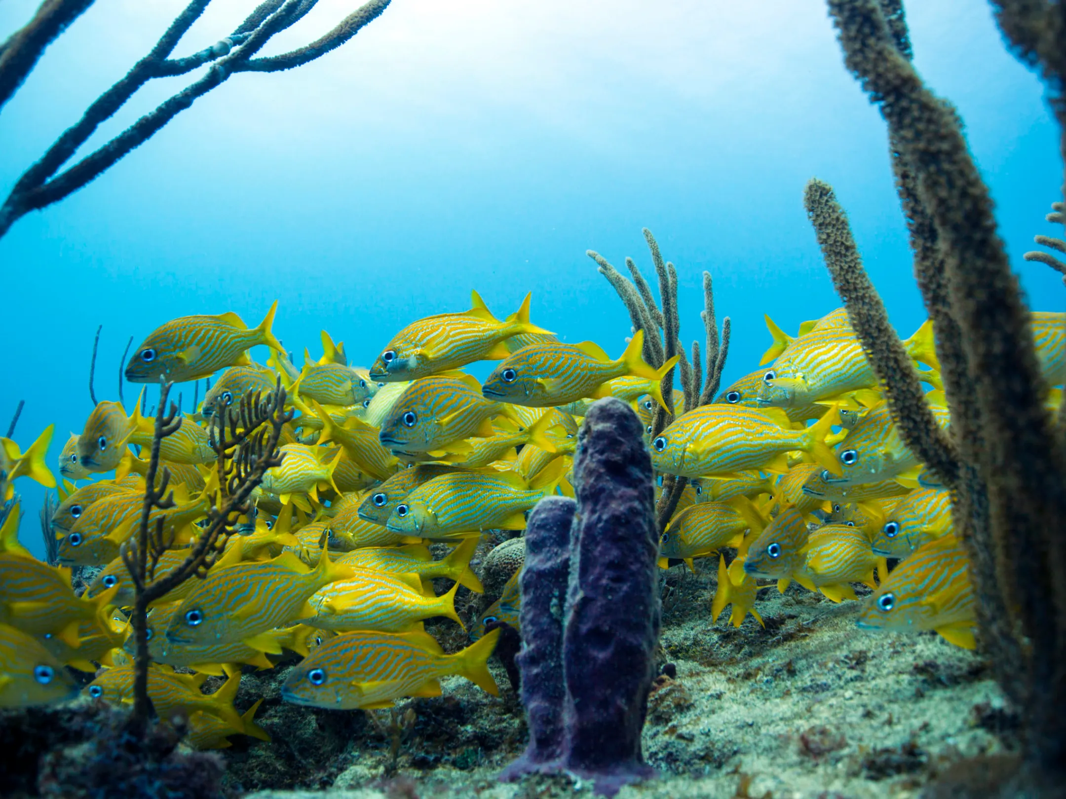a bunch of yellow flowers