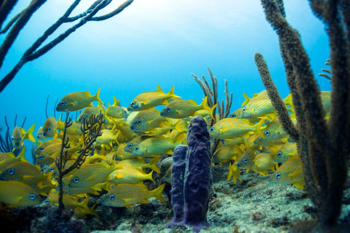 a bunch of yellow flowers