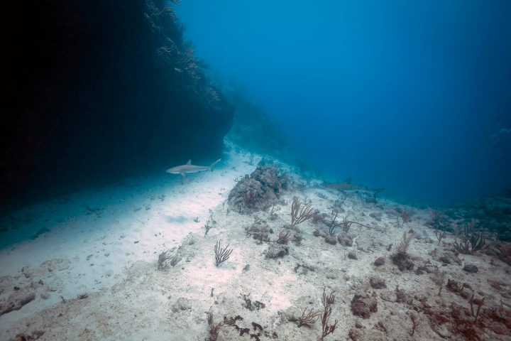 water next to the ocean