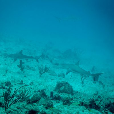 a close up of a fish