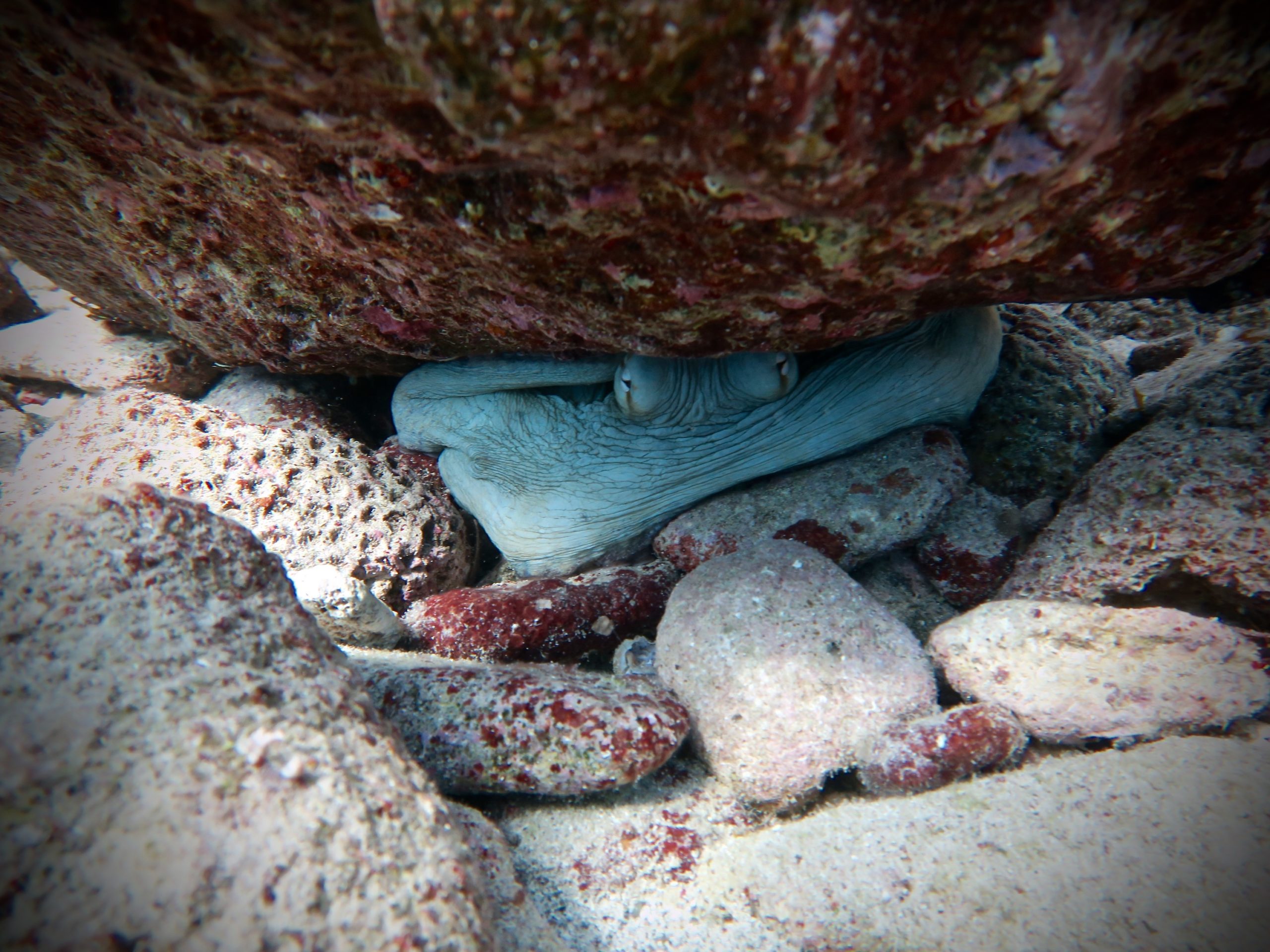 a close up of a fish