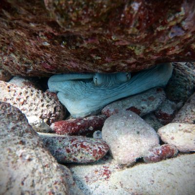 a close up of a fish