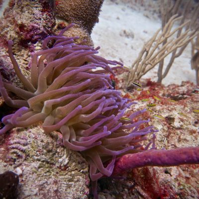 a close up of an animal