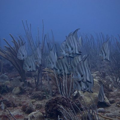 a close up of a cactus