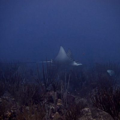 a close up of a fish