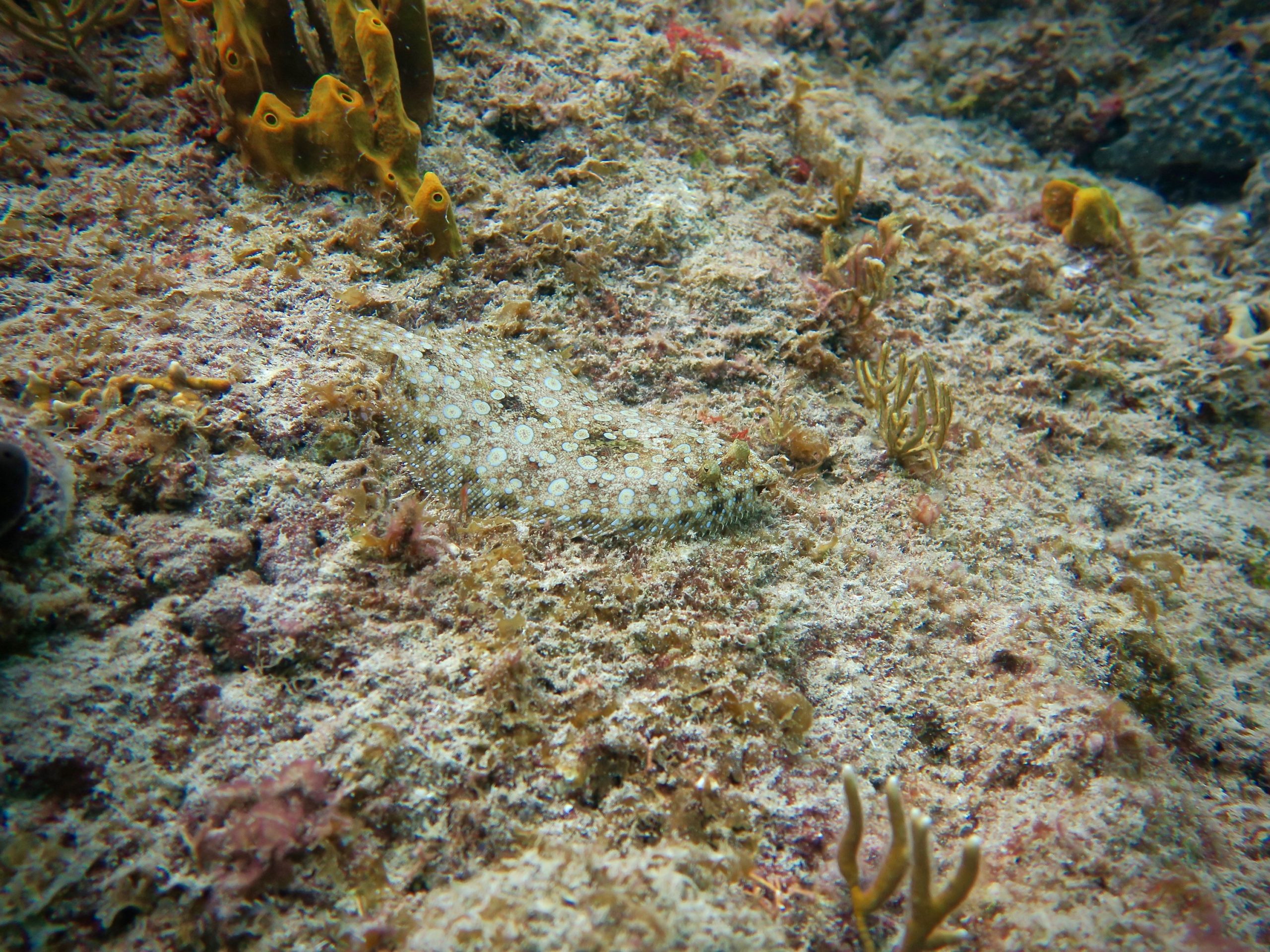 a close up of a fish