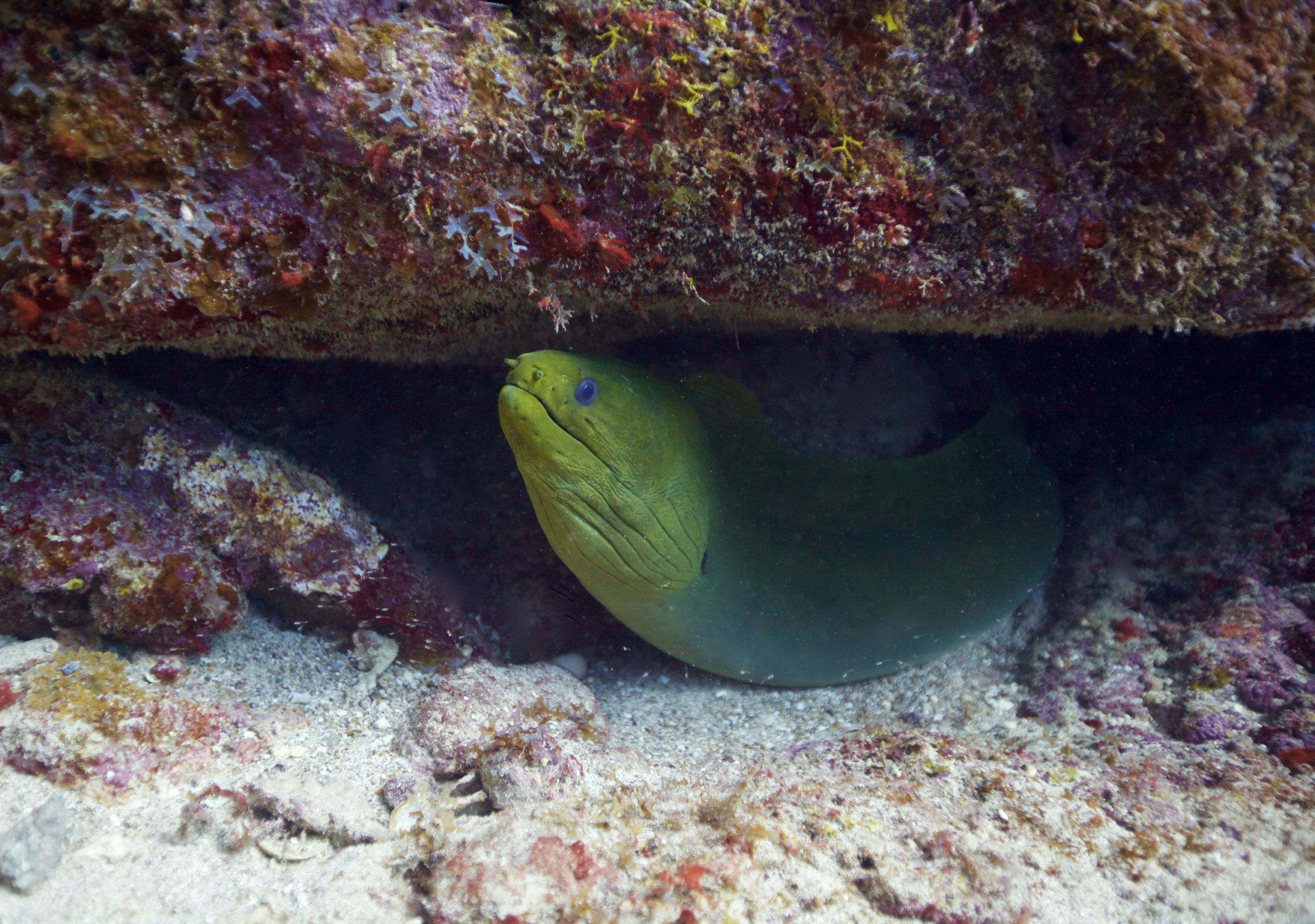 a close up of a fish