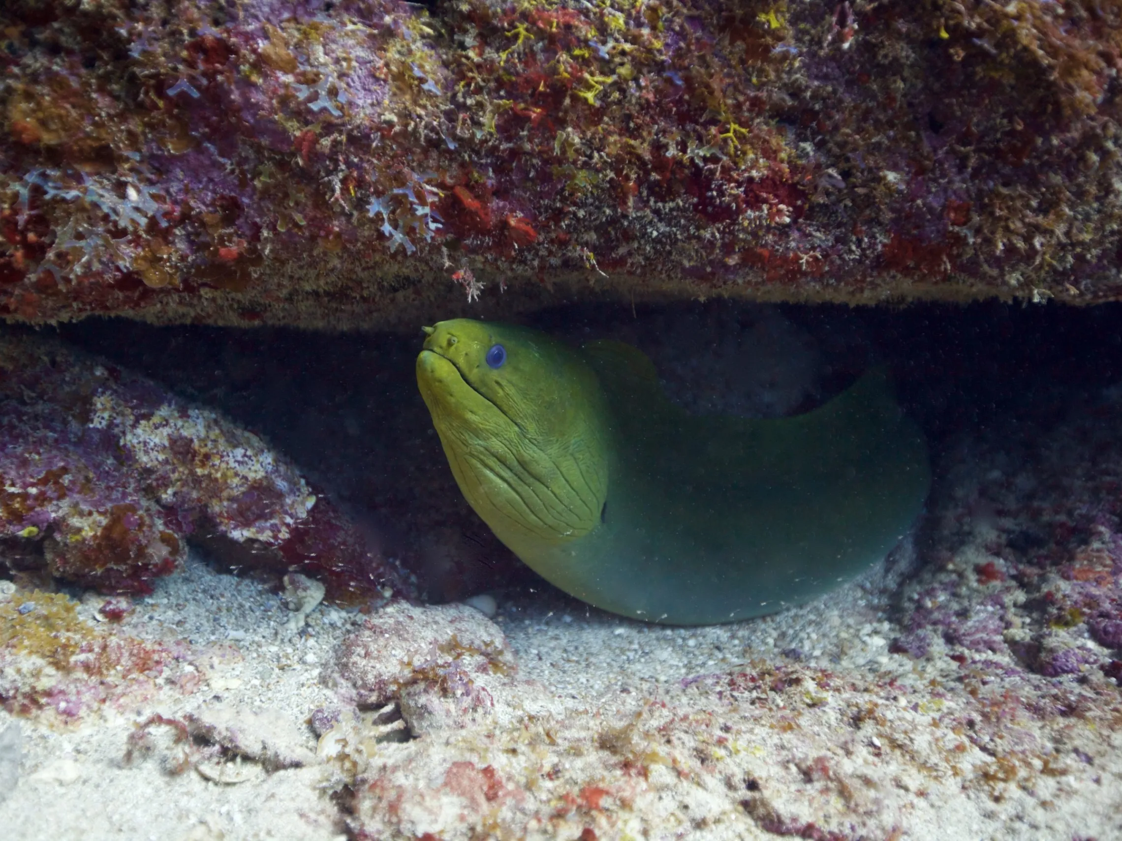 a close up of a fish