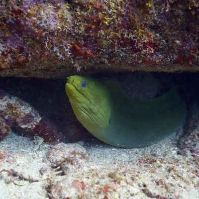 a close up of a fish