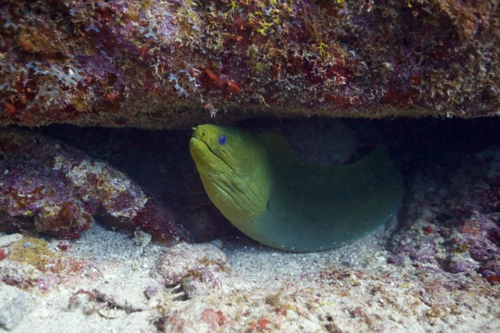 a close up of a fish