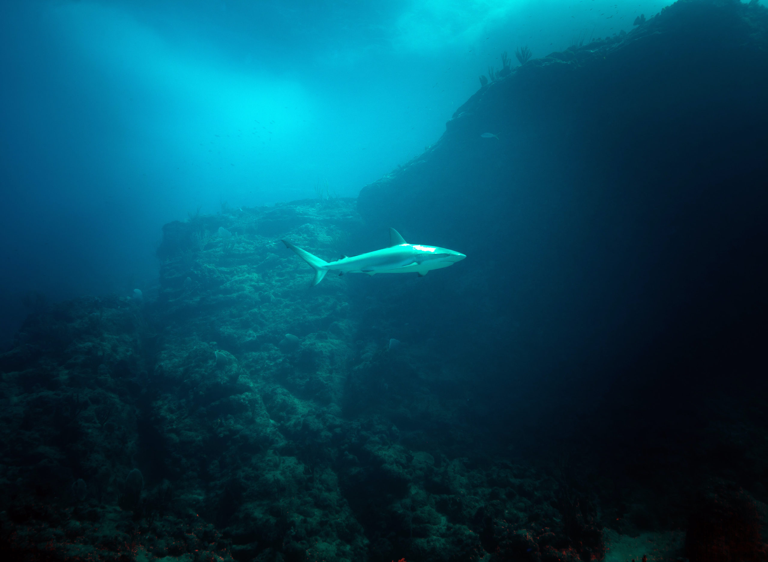 a fish swimming under water