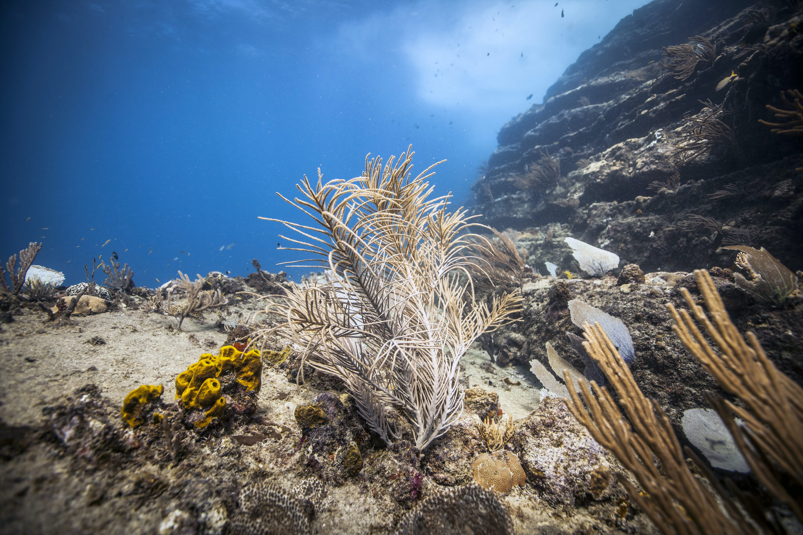 underwater view of a rocky mountain