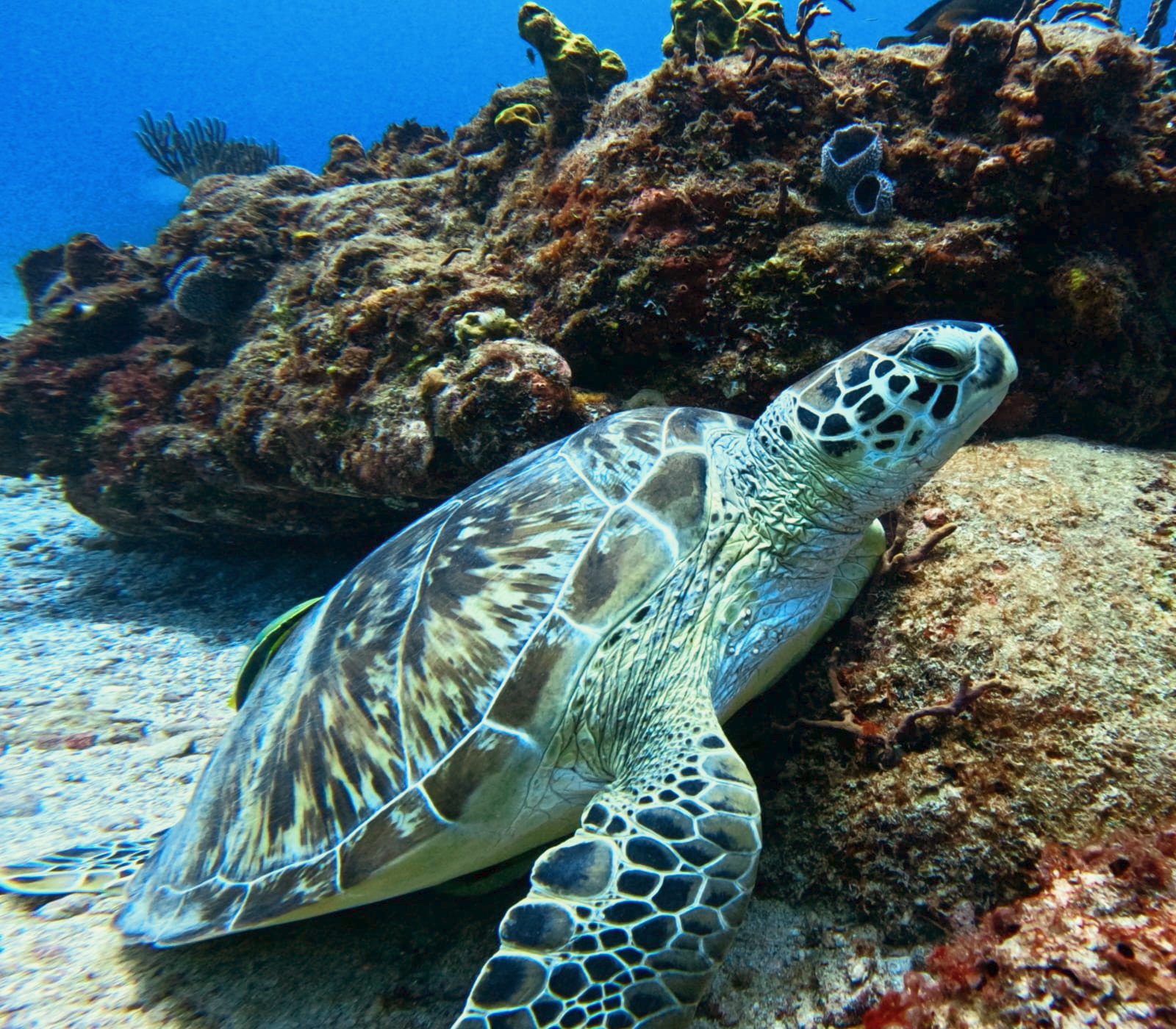 a turtle swimming under water