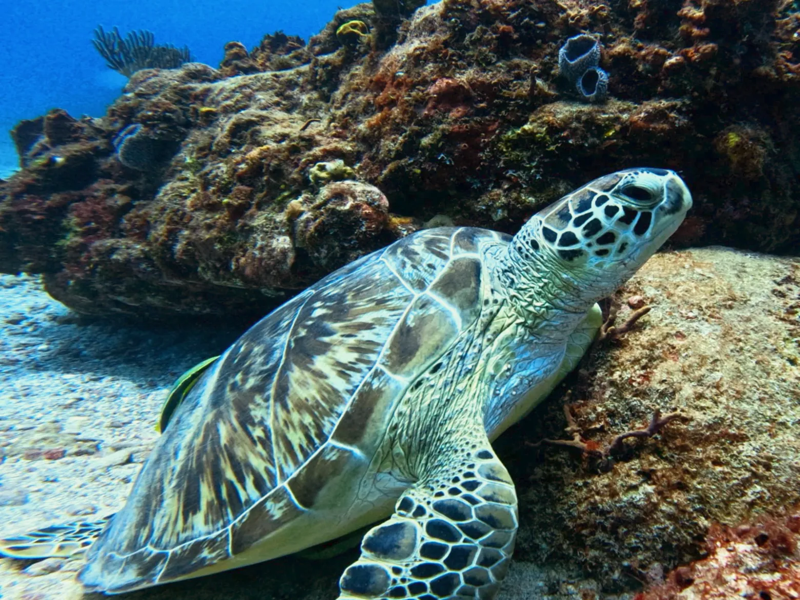 a green turtle
