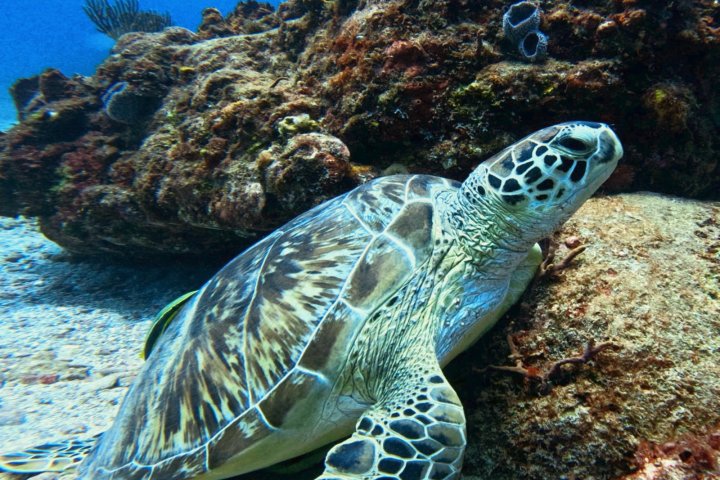 a green turtle