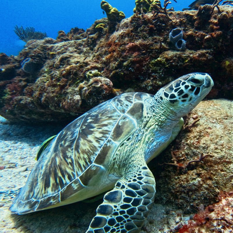 a green turtle
