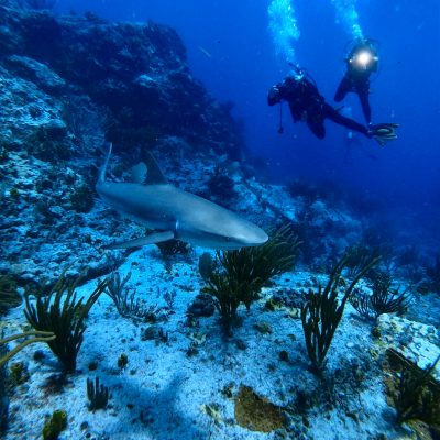 scuba divers taking a photo of a Caribbean reef shark