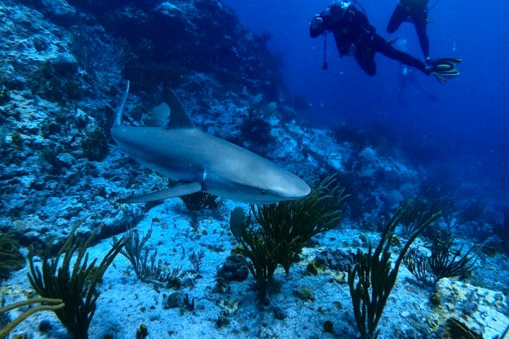scuba divers taking a photo of a Caribbean reef shark