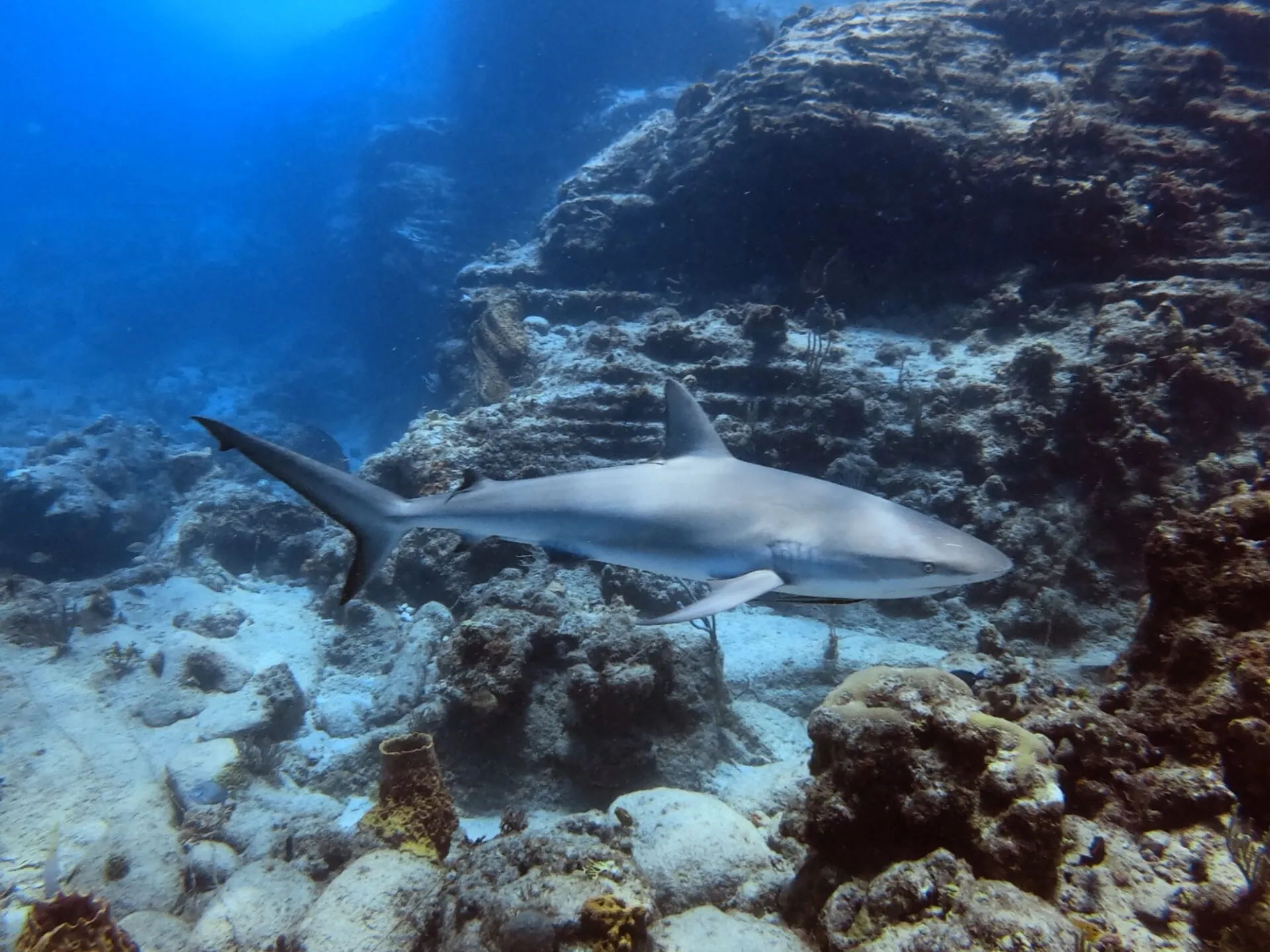 a caribbean reef shark