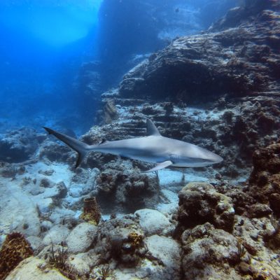 a caribbean reef shark