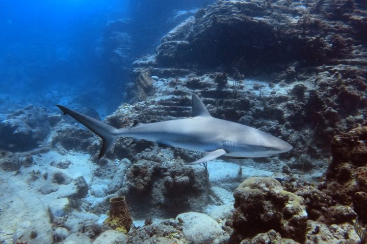a caribbean reef shark