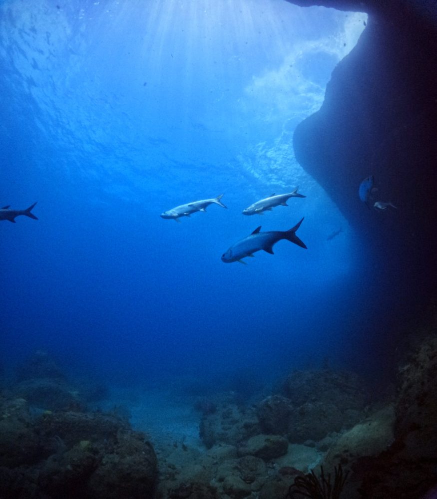a group of tarpon fish