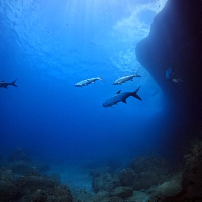 a group of tarpon fish