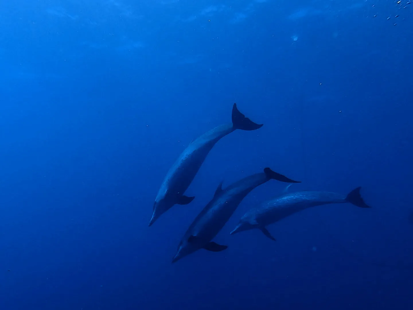 a pod of dolphins