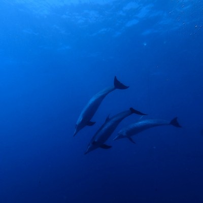 a pod of dolphins