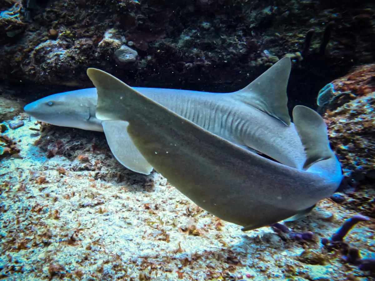 a nurse shark