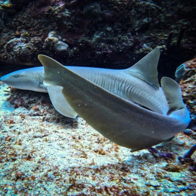 a nurse shark