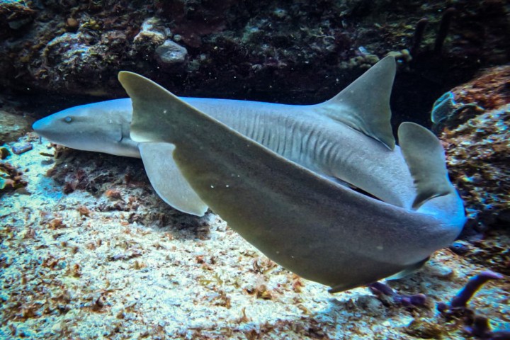 a nurse shark