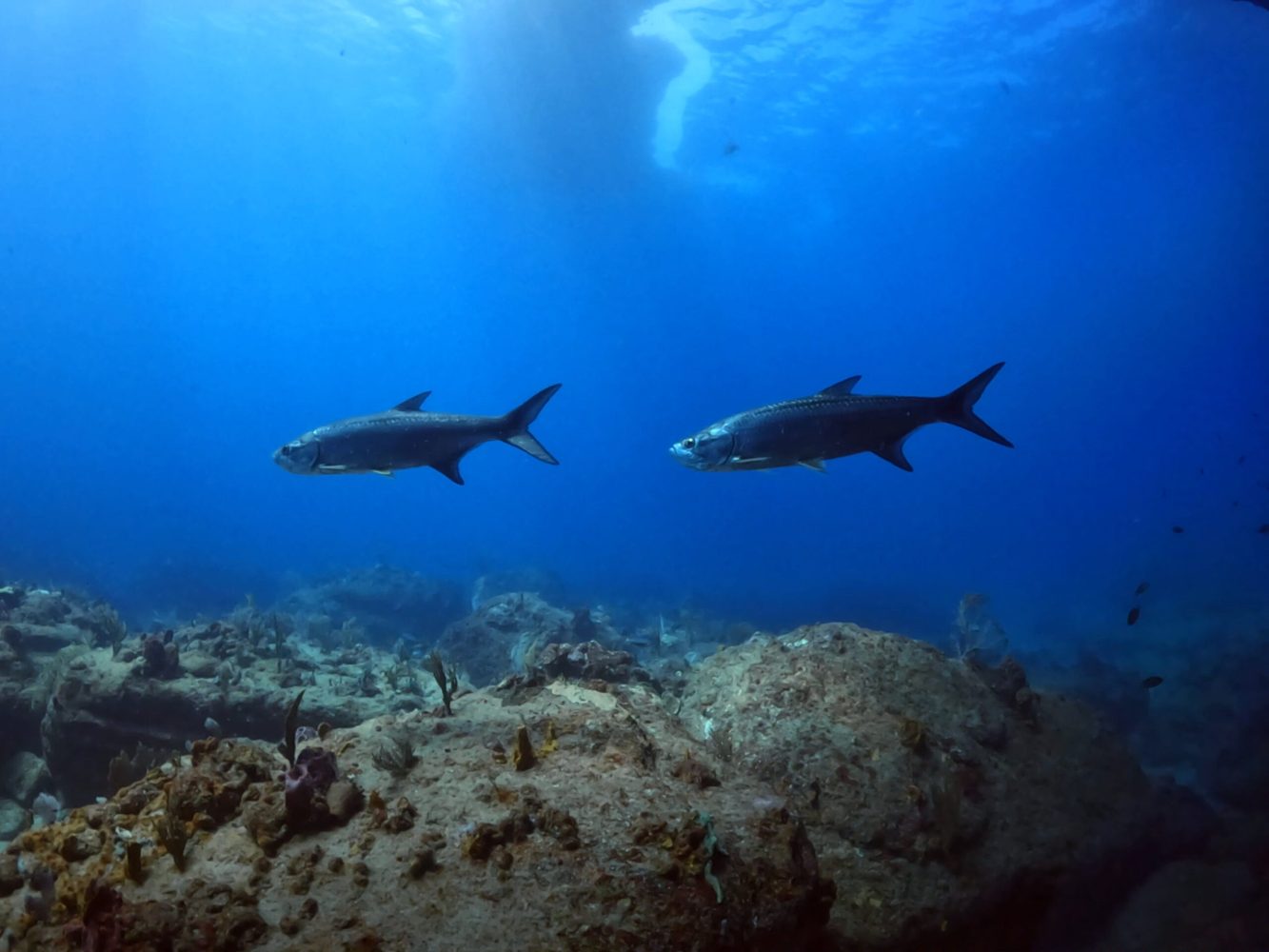 two tarpon fish