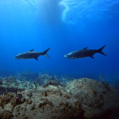 two tarpon fish