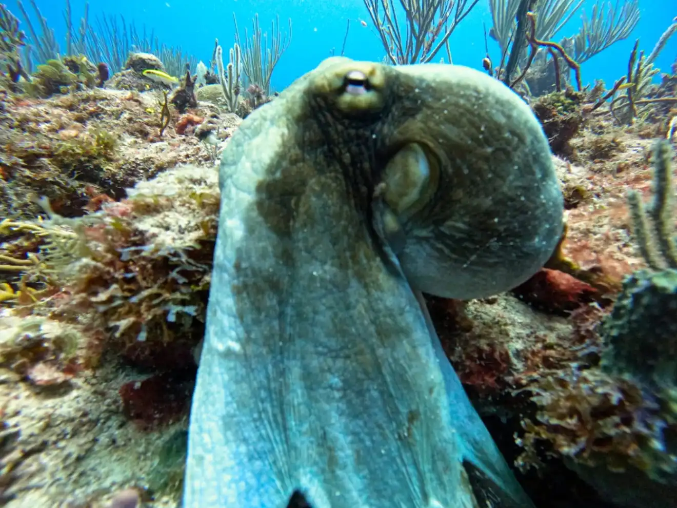 underwater view of an octopus