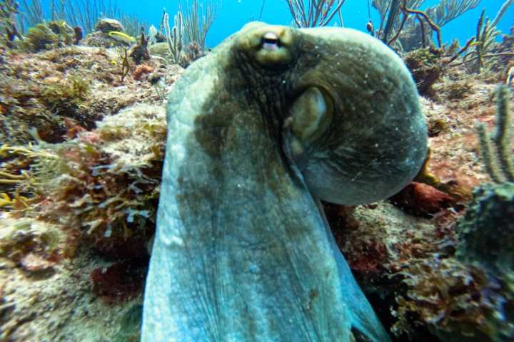 underwater view of an octopus