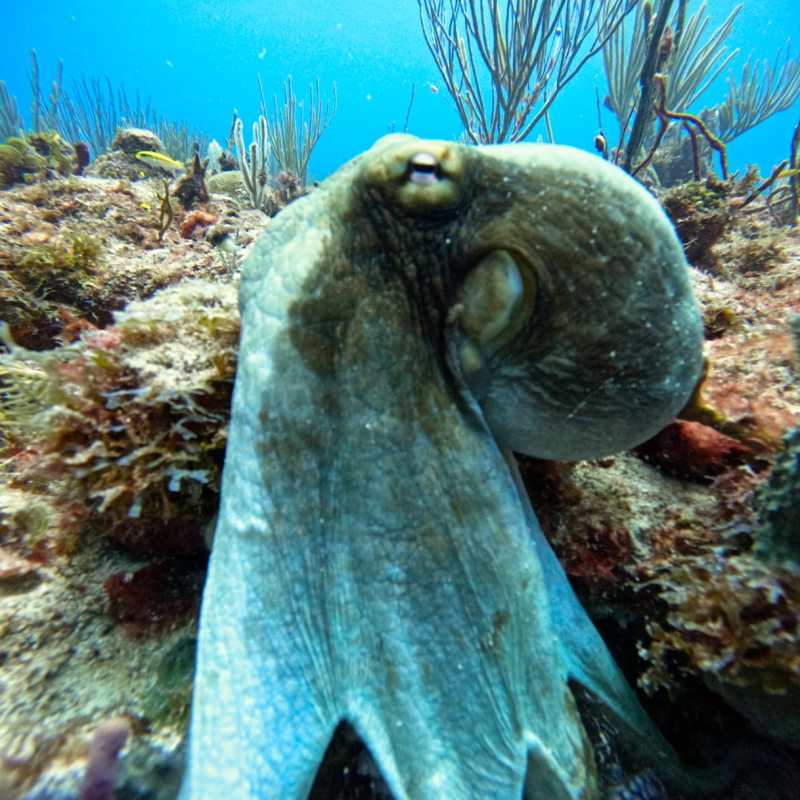 underwater view of an octopus