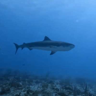 a shark in the water