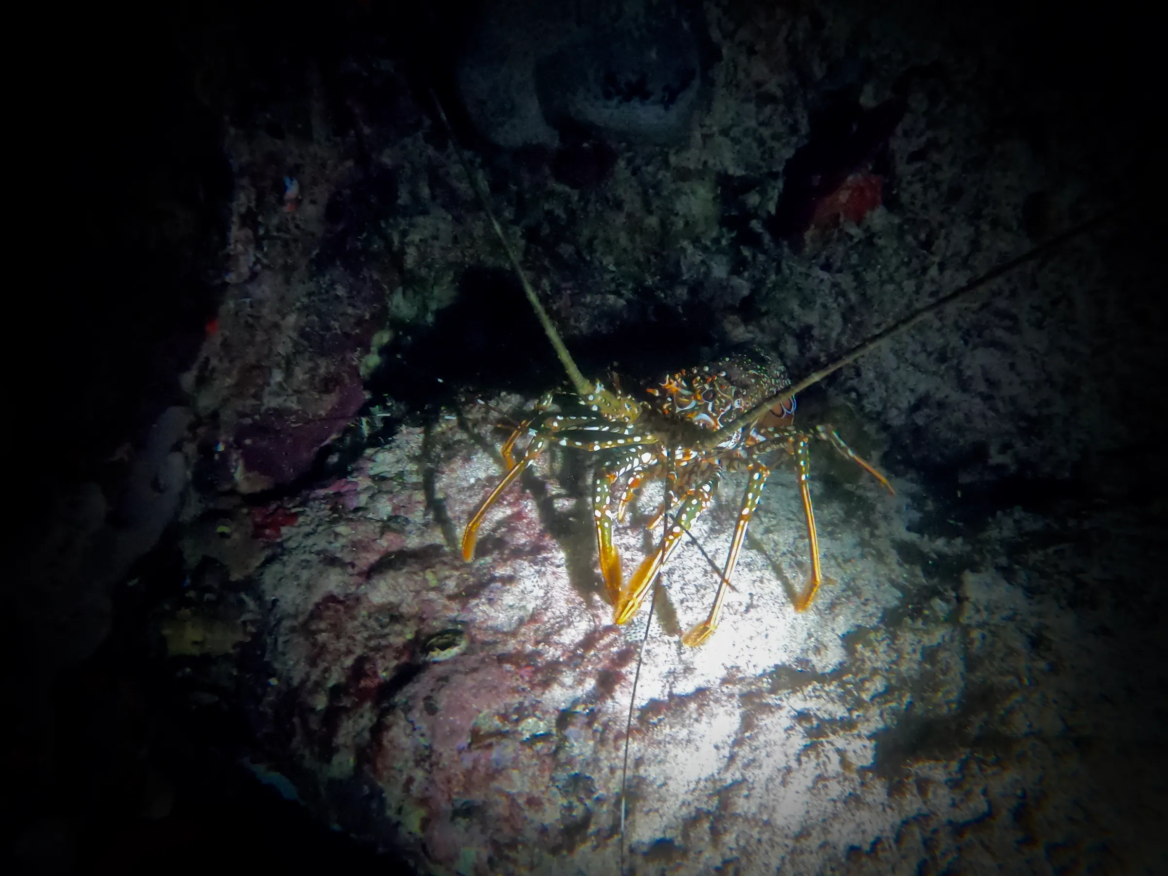a spotted lobster at night