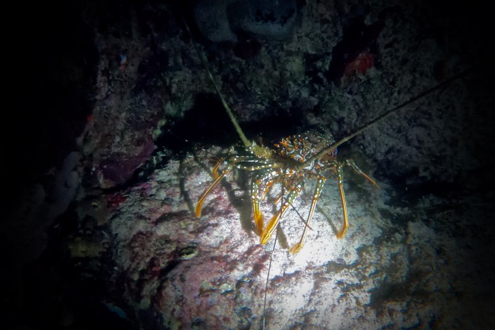 a spotted lobster at night