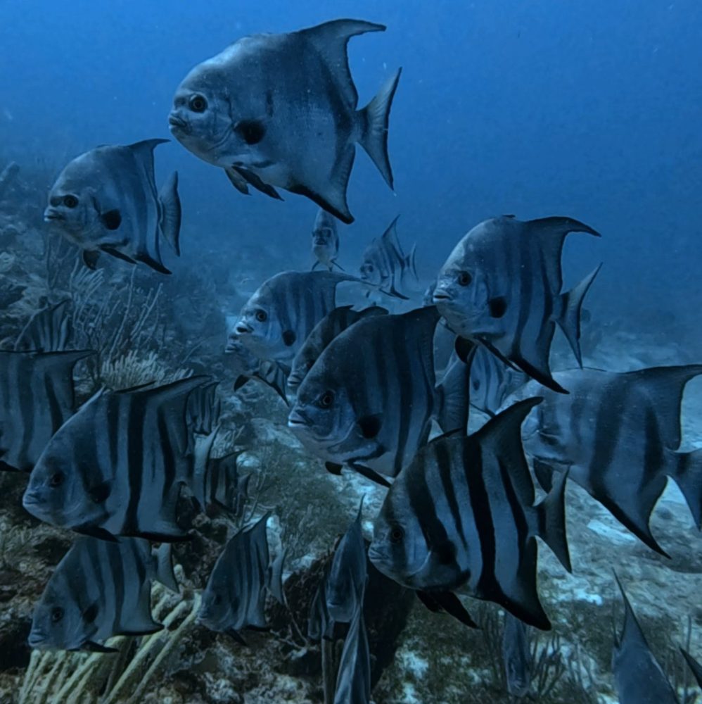 School of striped fish swimming over a coral reef underwater.