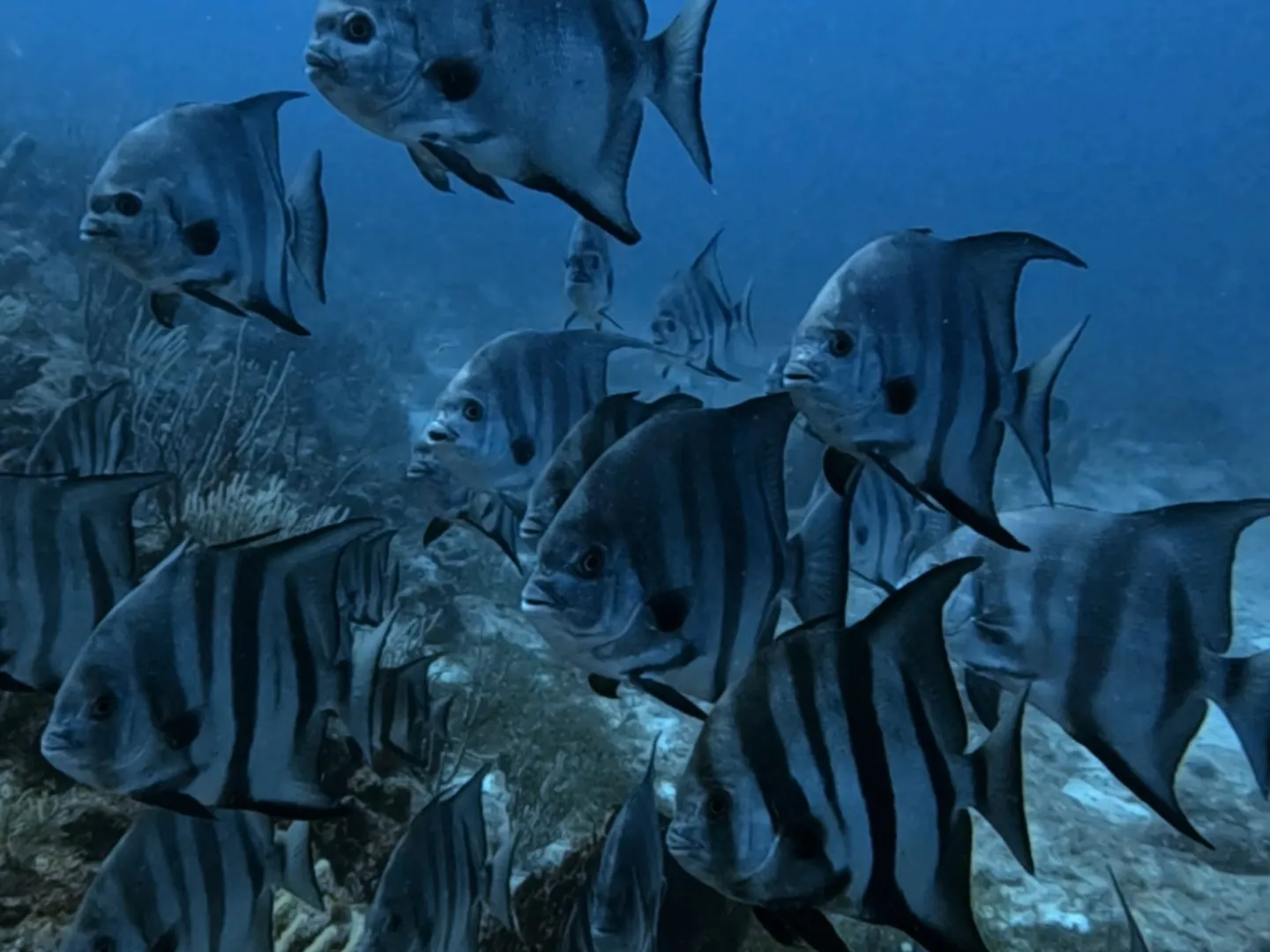 School of striped fish swimming over a coral reef underwater.