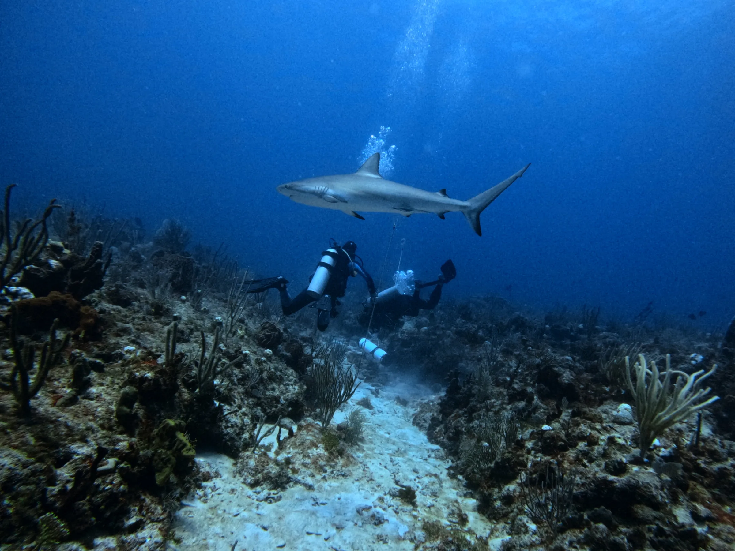 Scuba divers underwater observe a shark swimming over a coral reef.